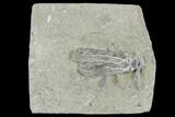 Abrotocrinus Crinoid Fossil - Crawfordsville, Indiana #94490-1